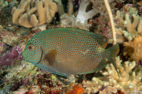 Siganus punctatus (Gold-Spotted Rabbitfish)