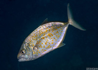 Carangoides bajad (Orange-Spotted Trevally)