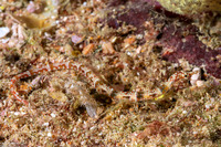 Corythoichthys benedetto (Broken-Bands Pipefish)