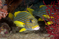 Plectorhinchus polytaenia (Ribbon Sweetlips)