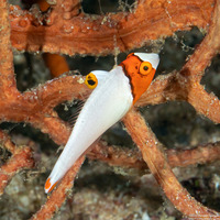 Cetoscarus ocellatus (Spotted Parrotfish)