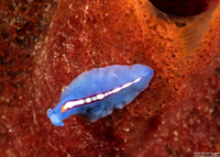 Pseudoceros liparus (Racing Stripe Flatworm)
