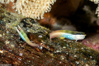 Ecsenius bandanus (Banda Coralblenny)