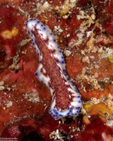 Pseudoceros sp.6 (Pseudoceros sp.6)