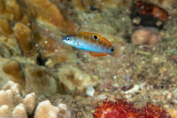 Thalassoma lunare (Crescent Wrasse)