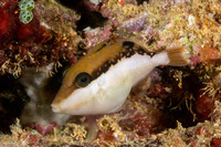 Sufflamen chrysopterum (Flagtail Triggerfish)