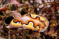 Goniobranchus coi (Co's Chromodoris)
