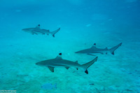 Carcharhinus melanopterus (Blacktip Reef Shark)