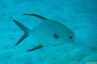 Trachinotus blochii (Snubnose Pompano)