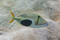 Rhinecanthus verrucosus (Blackpatch Triggerfish)