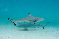 Carcharhinus melanopterus (Blacktip Reef Shark)