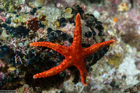 Fromia hemiopla (Armored Sea Star)