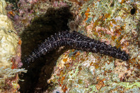 Opheodesoma grisea (Serpent Sea Cucumber)