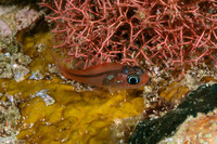 Apogon doryssa (Longspine Cardinalfish)