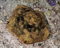 Culcita novaeguineae (Cushion Star)