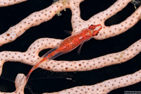 Pleurosicya mossambica (Common Ghostgoby)
