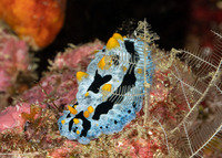Phyllidia coelestis (Celestial Phyllidia)