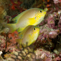 Pomacentrus amboinensis (Ambon Damsel)