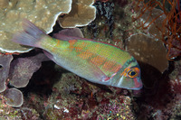 Lethrinius amboinensis (Longfin Emperor)