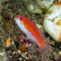 Paracheilinus filamentosus (Filamentous Flasher Wrasse)