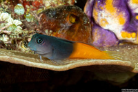 Ecsenius bicolor (Bicolor Coralblenny)