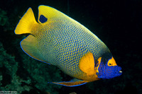 Pomacanthus xanthometopon (Yellow-Mask Angelfish)