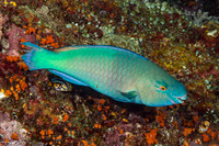 Scarus rubroviolaceus (Redlip Parrotfish)