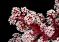 Siphonogorgia sp.2 (Siphonogorgia sp.2)