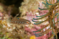 Halichoeres claudia (Claudia's Wrasse)