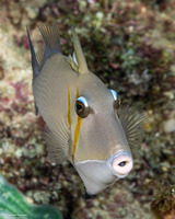 Sufflamen bursa (Scythe Triggerfish)