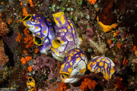 Polycarpa aurata (Ink-Spot Sea Squirt)