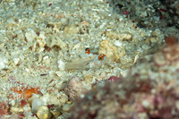 Fusigobius signipinnis (Signalfin Sandgoby)
