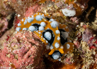 Phyllidia ocellata (Ocellated Phyllidia)