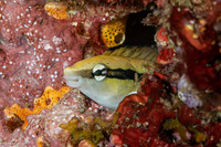 Aspidontus dussumieri (Slender Sabretooth Blenny)