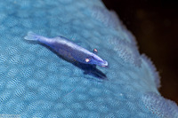 Zenopontonia soror (Sea Star Shrimp)