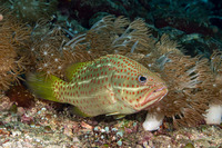 Anyperodon leucogrammicus (Slender Grouper)