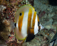 Coradion chrysozonus (Orange-Banded Coralfish)