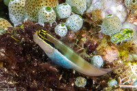 Ecsenius bandanus (Banda Coralblenny)