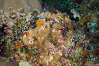 Spirobranchus sp.1 (Christmas Tree Worm)