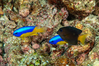 Pomacentrus auriventris (Goldbelly Damsel)