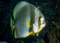 Platax teira (Longfin Spadefish)