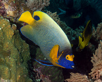 Pomacanthus xanthometopon (Yellow-Mask Angelfish)