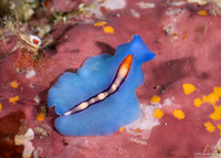 Pseudoceros liparus (Racing Stripe Flatworm)