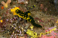 Notodoris gardineri (Gardiner's Banana Nudibranch)