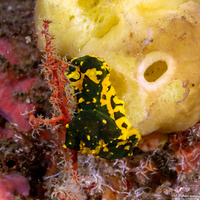 Notodoris gardineri (Gardiner's Banana Nudibranch)