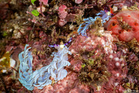 Pteraeolidia semperi (Blue Dragon Nudibranch)