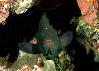Aethaloperca rogaa (Redmouth Grouper)