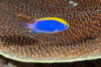 Chrysiptera bleekeri (Bleeker's Damsel)