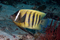 Pomacanthus sexstriatus (Six-Banded Angelfish)
