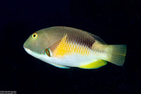 Choerodon anchorago (Anchor Tuskfish)